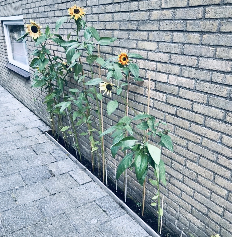 geveltuintje met zonnebloemen